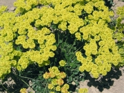 sulphur-flowered buckwheat, sulphur buckwheat (Eriogonum umbellatum)
