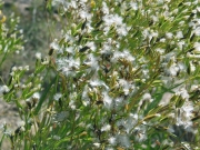 tapertip hawksbeard, longleaf hawksbeard, long-leafed hawksbeard
(Crepis acuminata)
