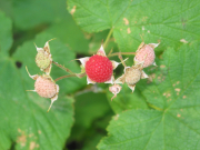 thimbleberry (Rubus parviflorus)