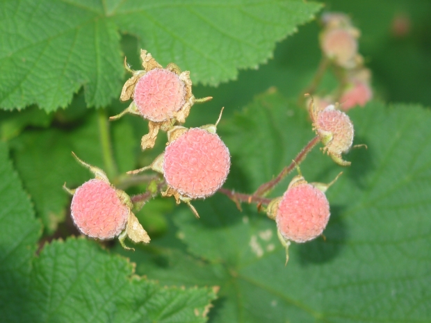 thimbleberry (Rubus parviflorus)