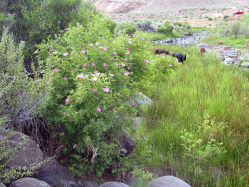 Woods' rose(Rosa woodsii)