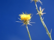 yellow starthistle (Centaurea solstitialis)