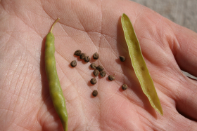 rocky mountain beeplant (Cleome serrulata)