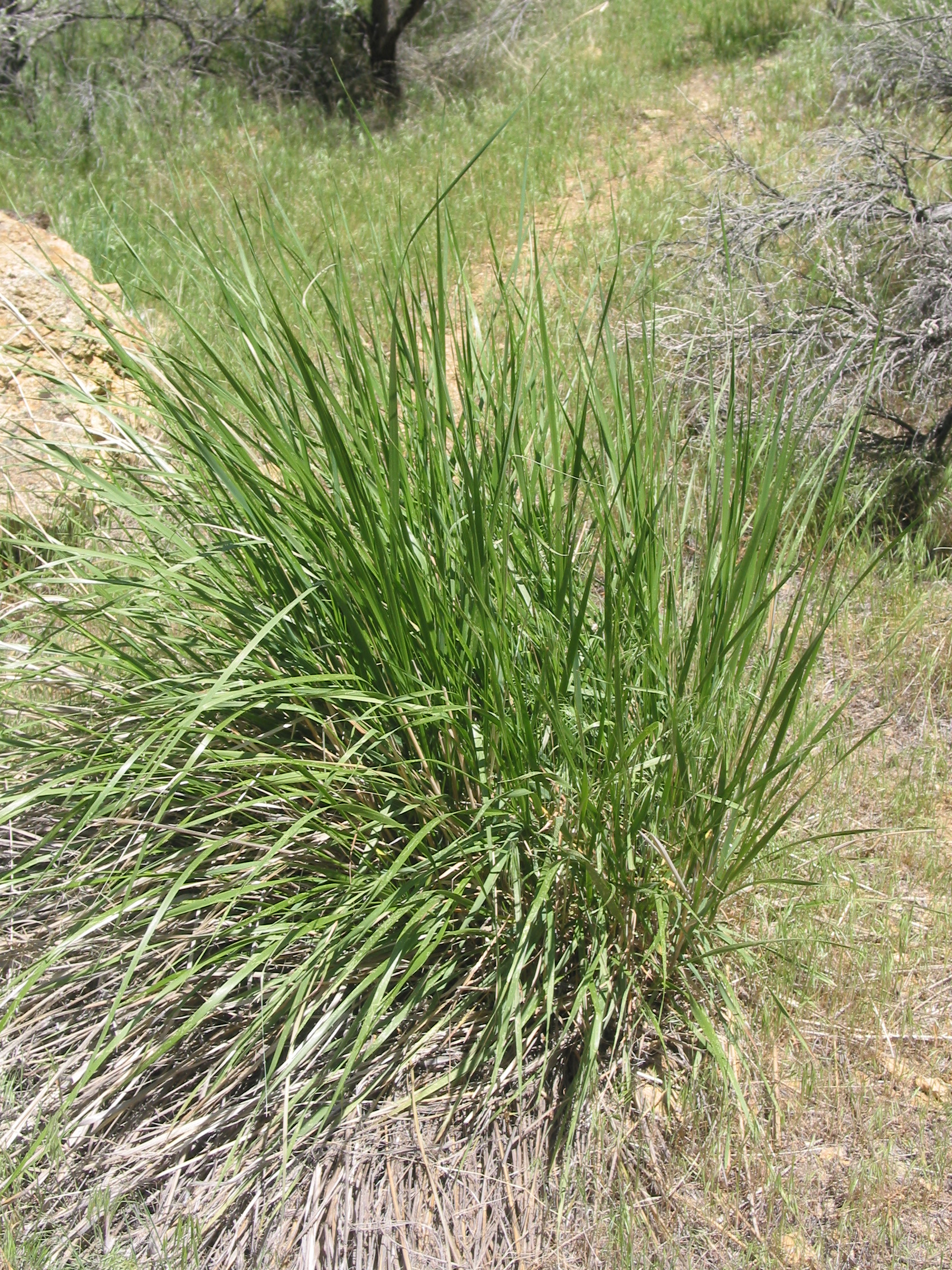 Great Basin Wild Rye (Elymus cinereus)
