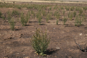 Nicotiana attenuata (coyote tobacco)