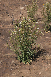 Nicotiana attenuata (coyote tobacco)
