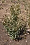 Nicotiana attenuata (coyote tobacco)