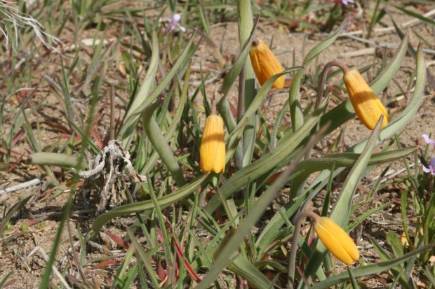 Yellow Bell (Fritillaria pudica)