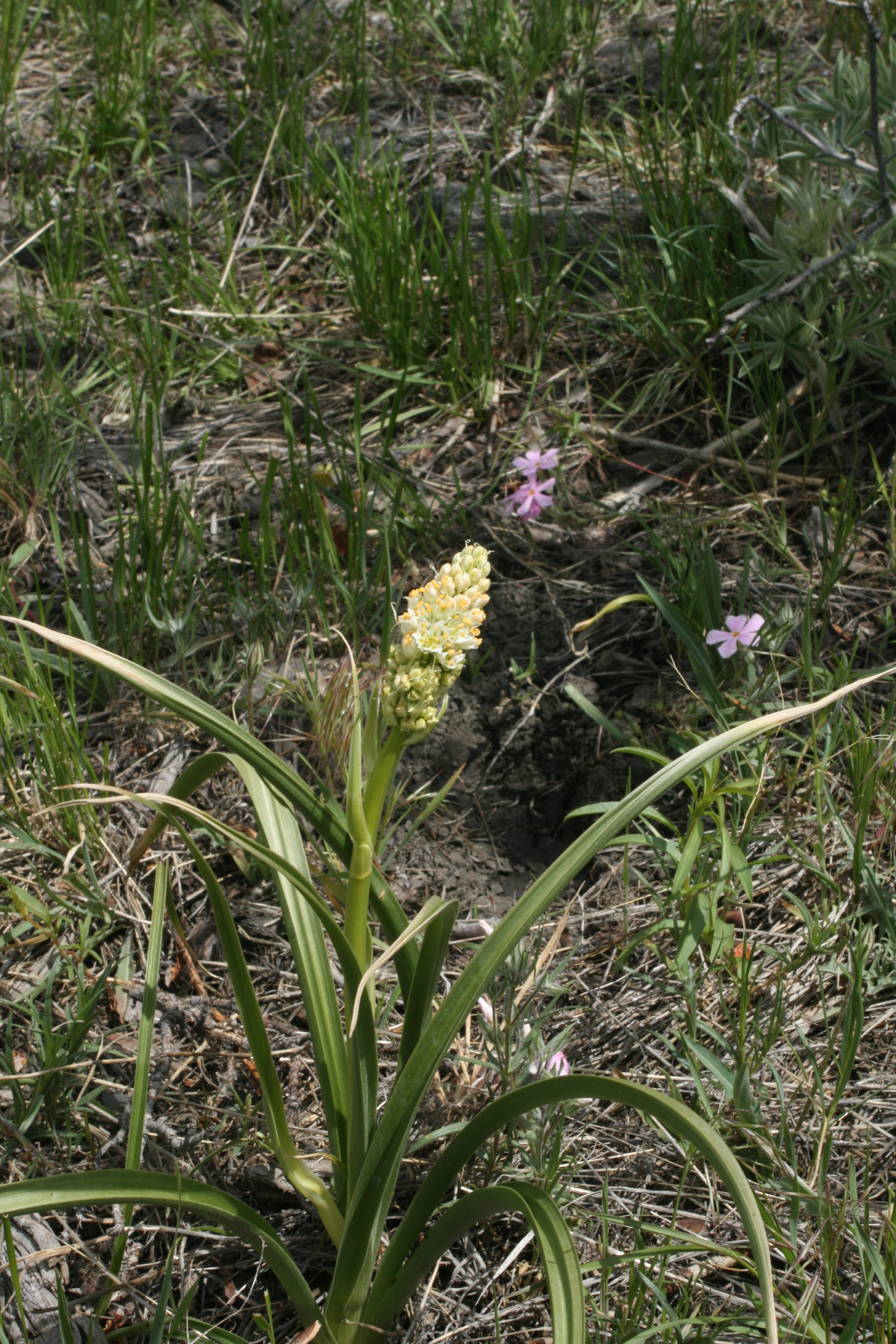 foothill deathcamas, foothill death camas (Zigadenus paniculatus)