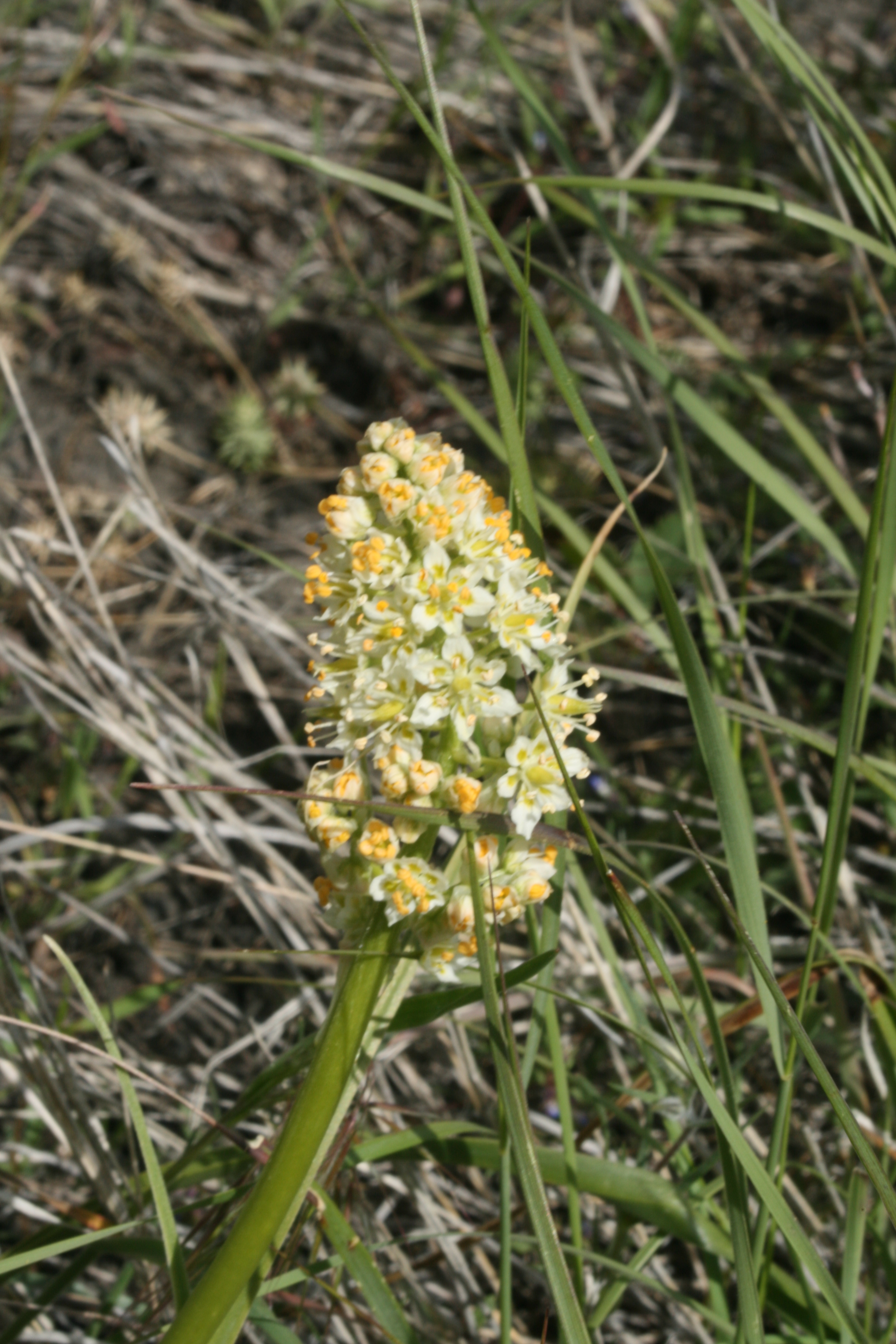 foothill deathcamas, foothill death camas