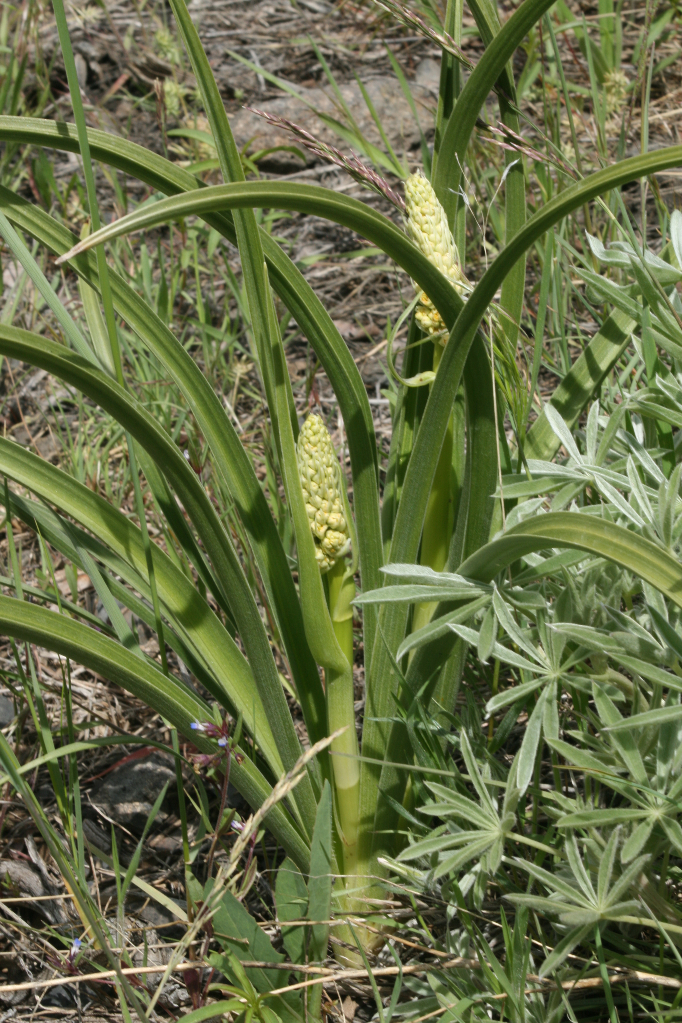 foothill deathcamas, foothill death camas (Zigadenus paniculatus)