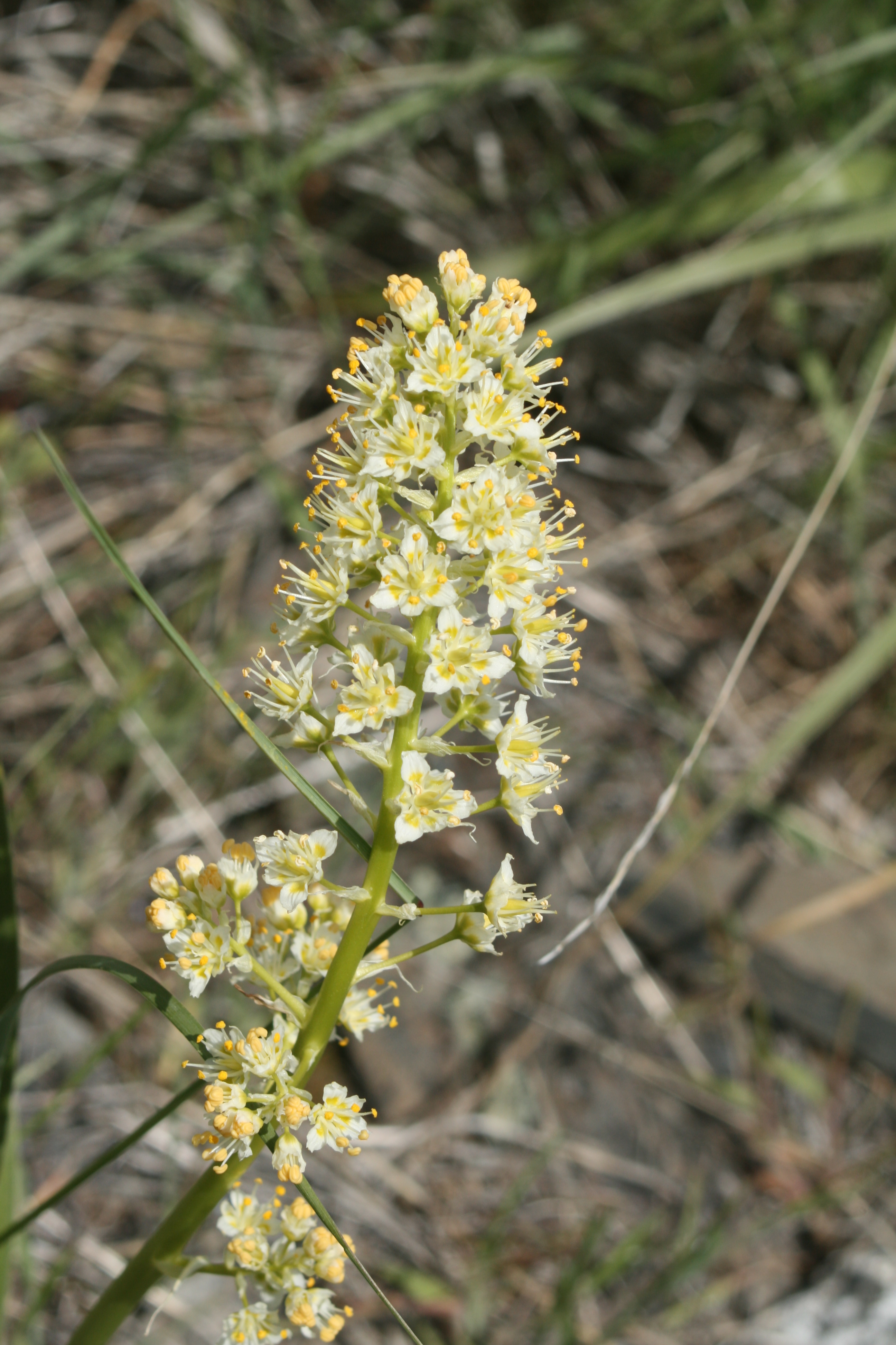 foothill deathcamas, foothill death camas (Zigadenus paniculatus)