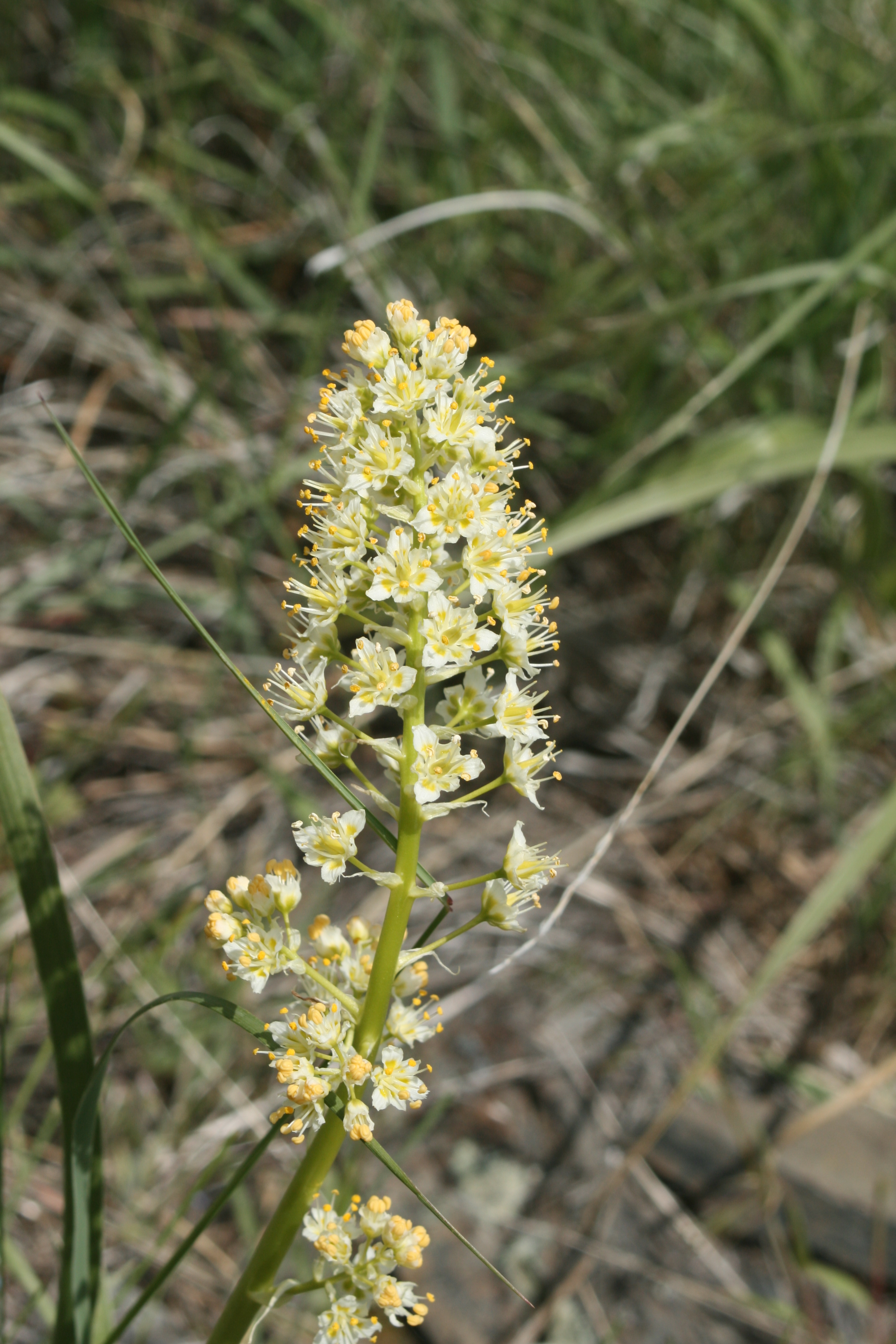 foothill deathcamas, foothill death camas (Zigadenus paniculatus)