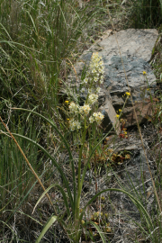 foothill deathcamas, foothill death camas (Zigadenus paniculatus)