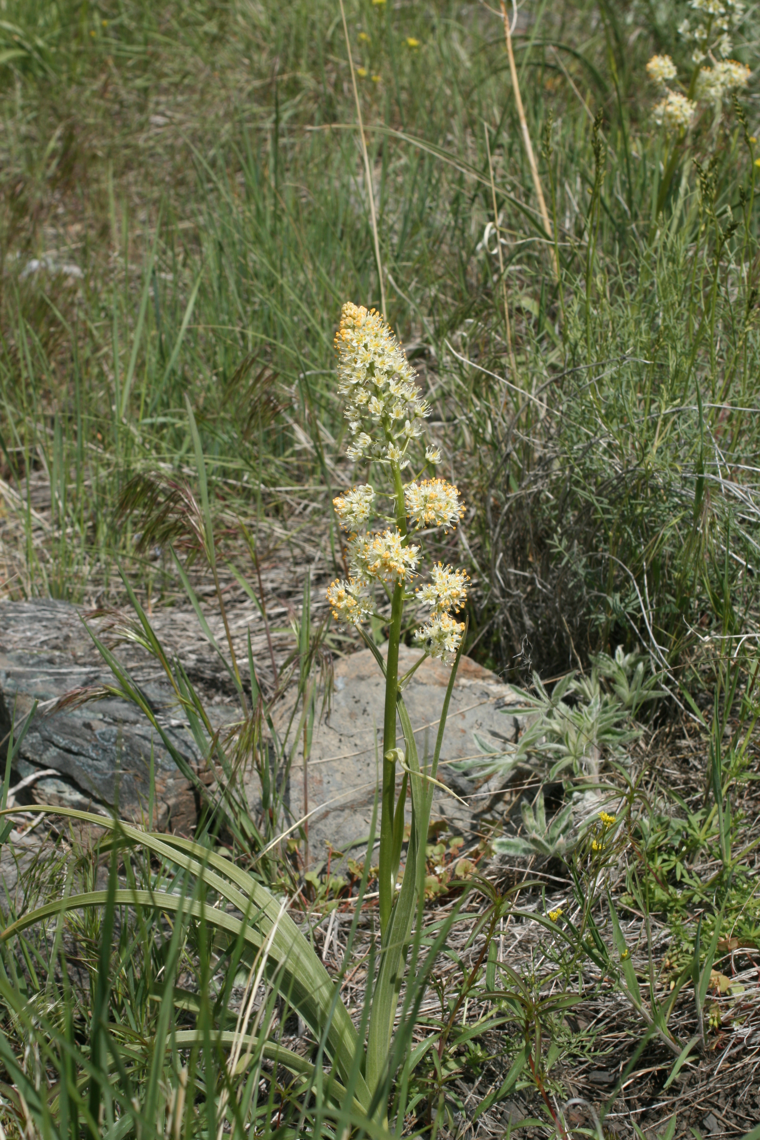 foothill deathcamas, foothill death camas (Zigadenus paniculatus)