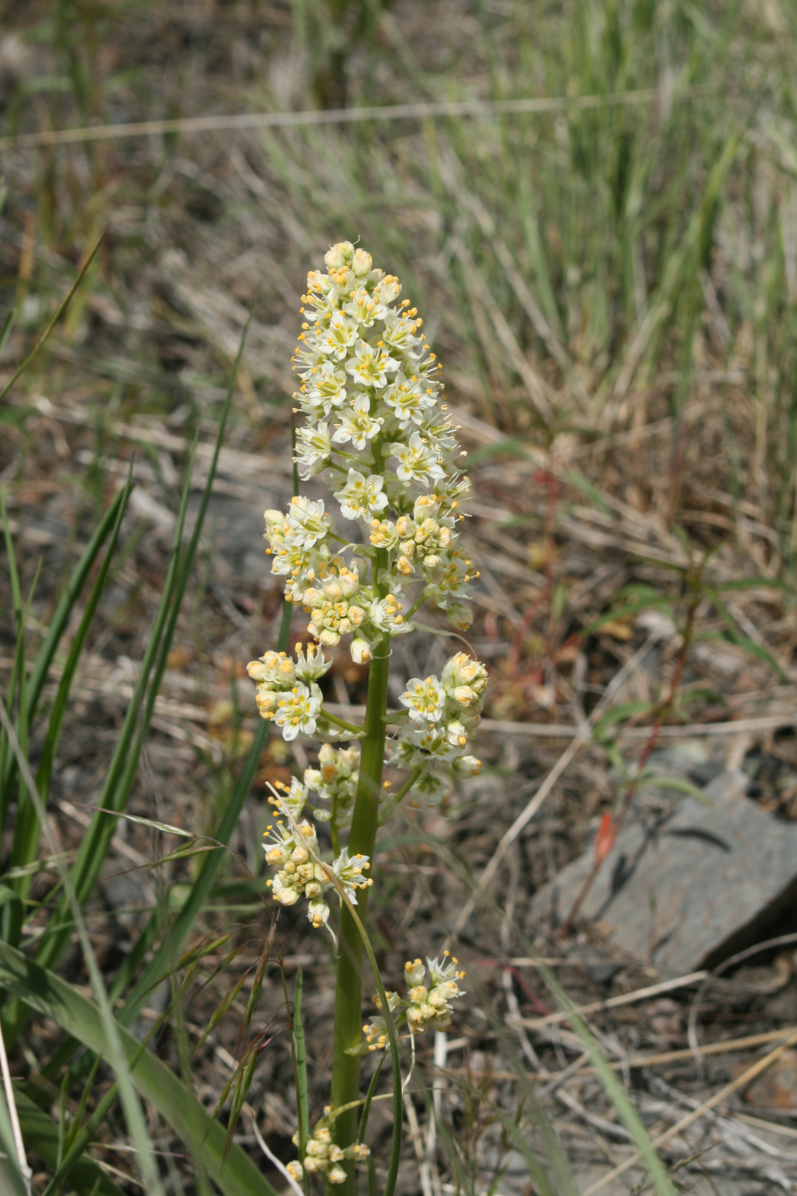 foothill deathcamas, foothill death camas (Zigadenus paniculatus)