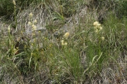 foothill deathcamas, foothill death camas (Zigadenus paniculatus)