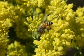 sulphur-flowered buckwheat, sulphur buckwheat (Eriogonum umbellatum) in cultivation at Ontario, Oregon