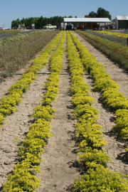 sulphur-flowered buckwheat, sulphur buckwheat (Eriogonum umbellatum) in cultivation at Ontario, Oregon