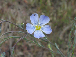 Lewis flax (Linum lewisii)