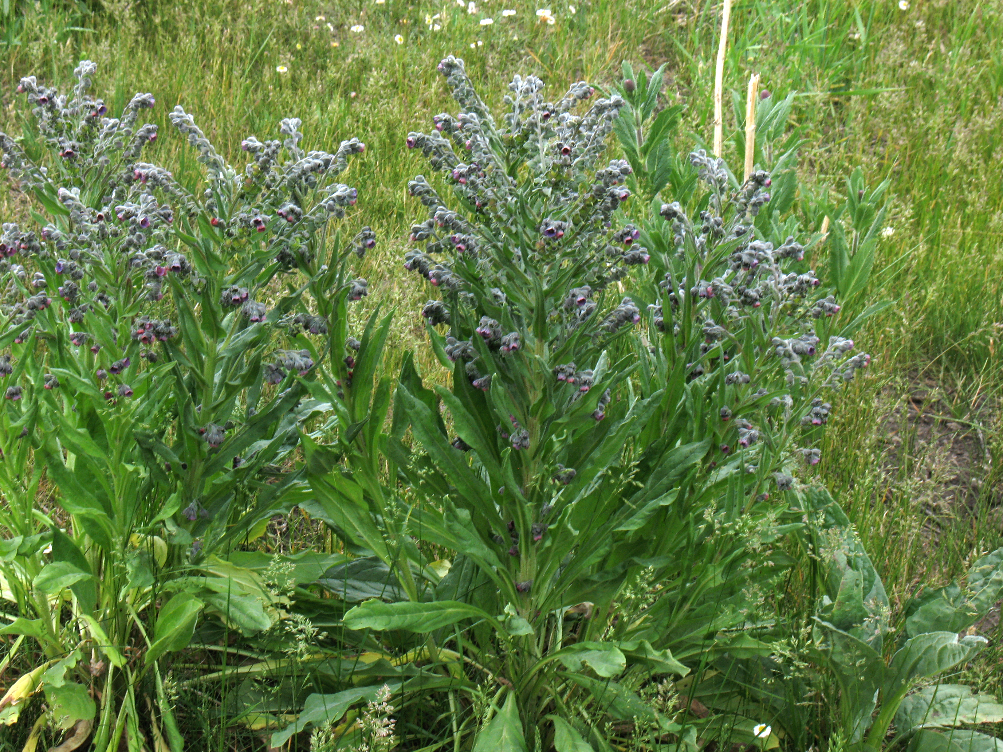 Hounds tongue (gypsyflower), Cynoglossum officinale
