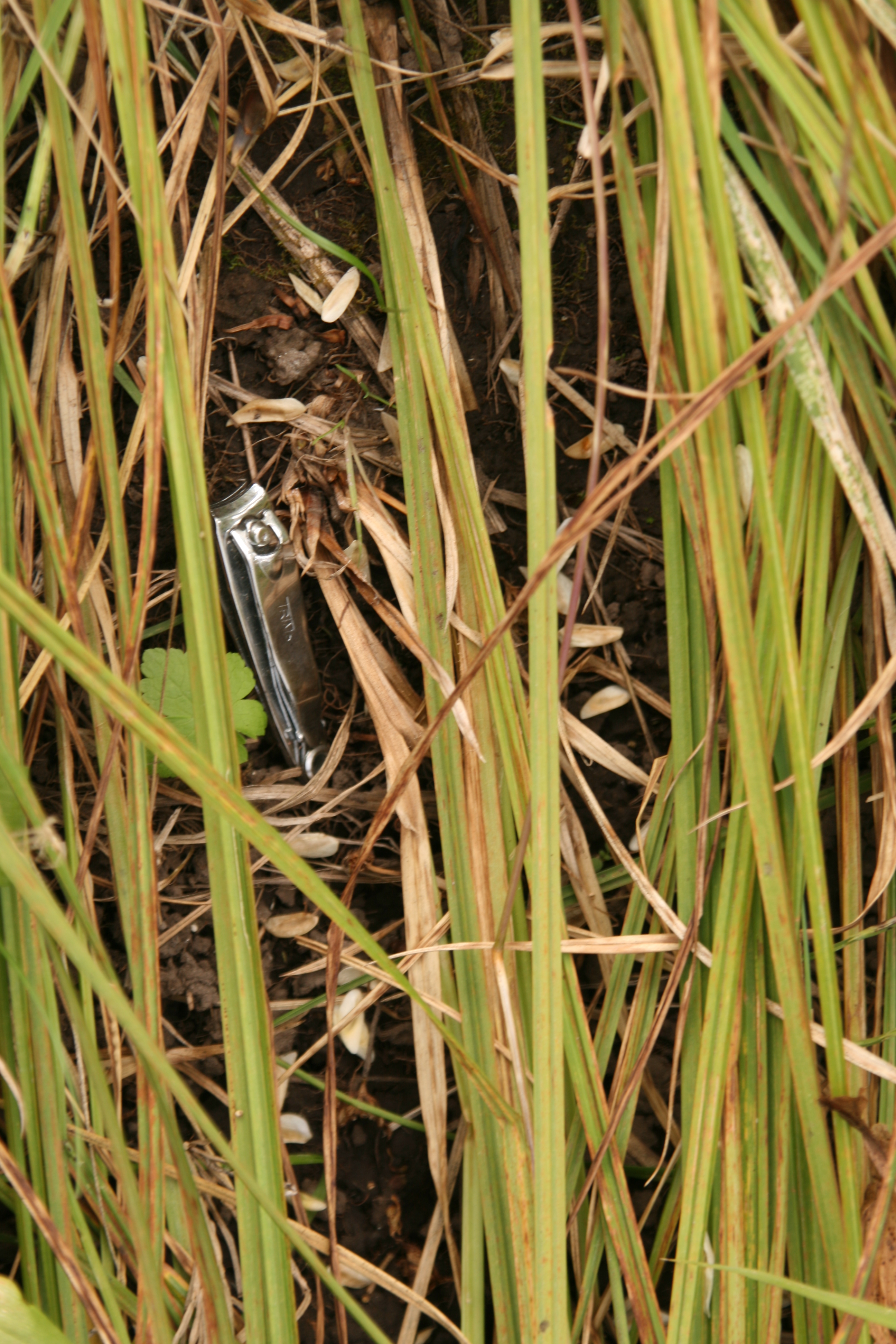 California false hellebore, corn lily, skunk cabbage (Veratrum californicum)