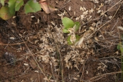 California false hellebore, corn lily, skunk cabbage (Veratrum californicum)