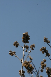 alfalfa (Medicago sativa)
