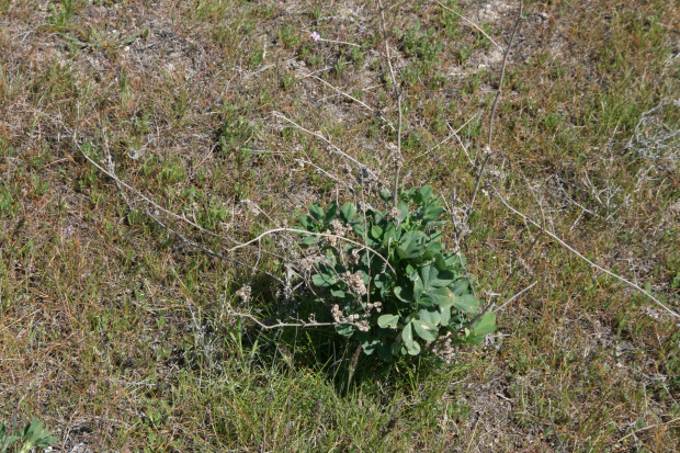 alfalfa (Medicago sativa)