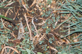 black medic (Medicago lupulina)