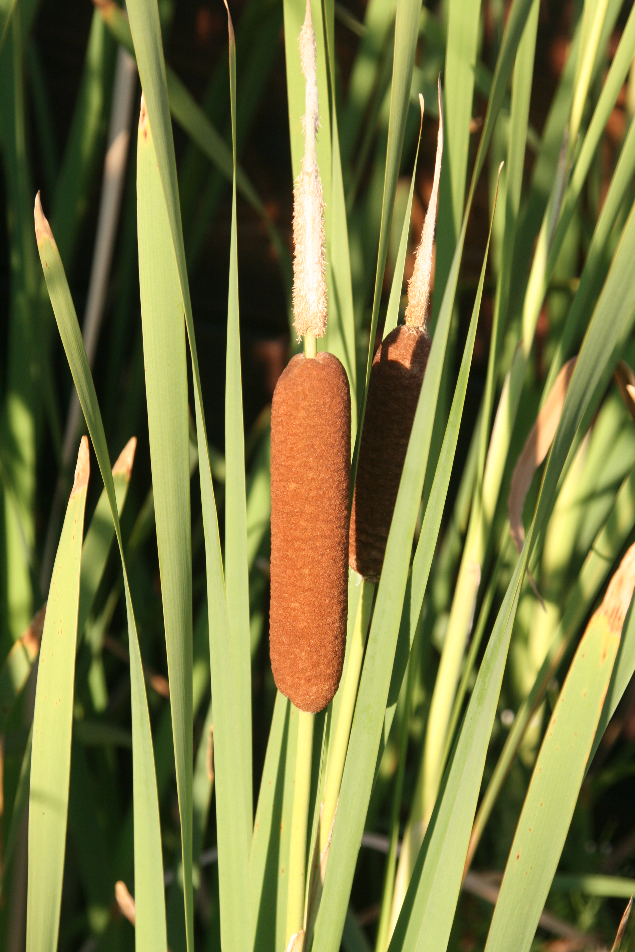 cat-tail, cattail, cat tail (Typha latifolia) 