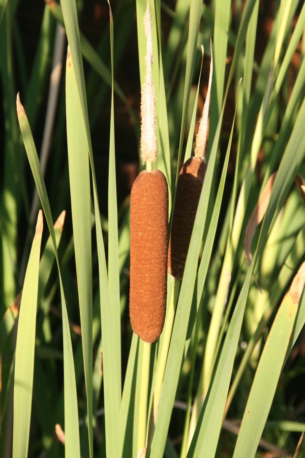 cat-tail, cattail, cat tail (Typha latifolia) 