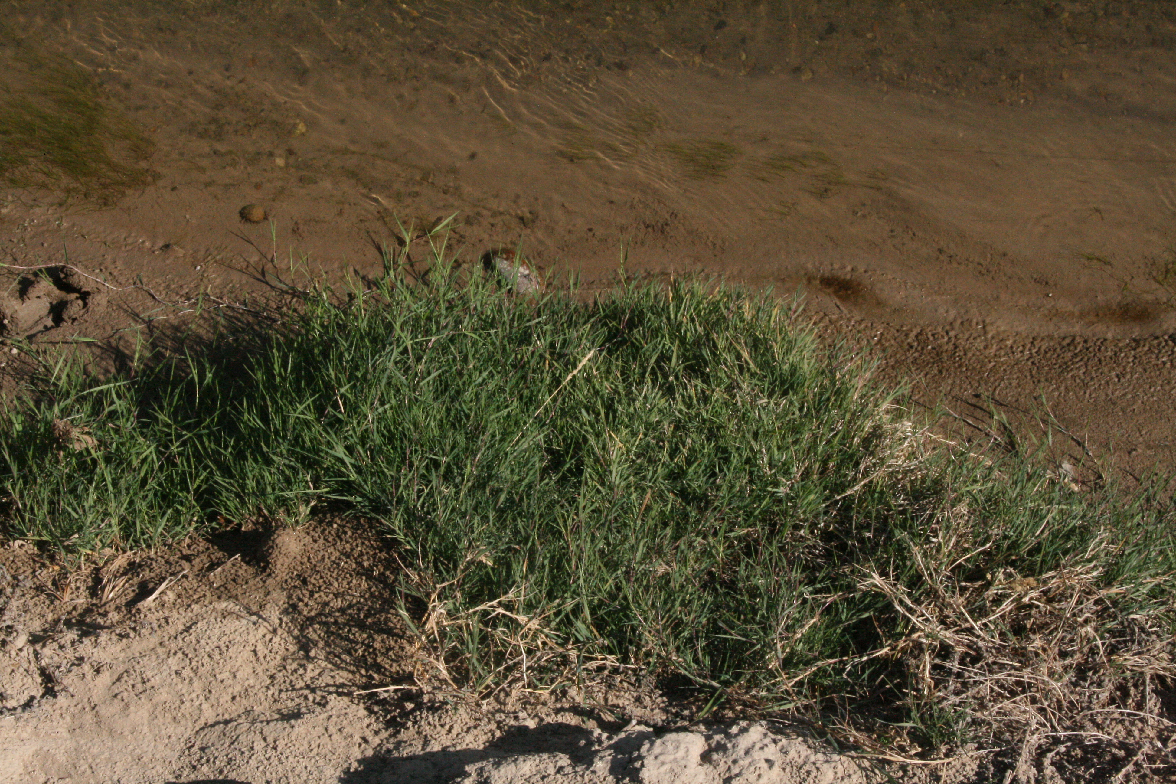 creeping bentgrass(Agrostis stolonifera)