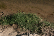 creeping bentgrass(Agrostis stolonifera)