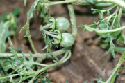 cutleaf nightshade (Solanum triflorum)