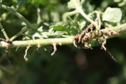 cutleaf nightshade (Solanum triflorum)