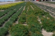 desert parsley, fernleaf biscuitroot, fern-leafed lomatium, fern-leafed desert parsley (Lomatium dissectum)