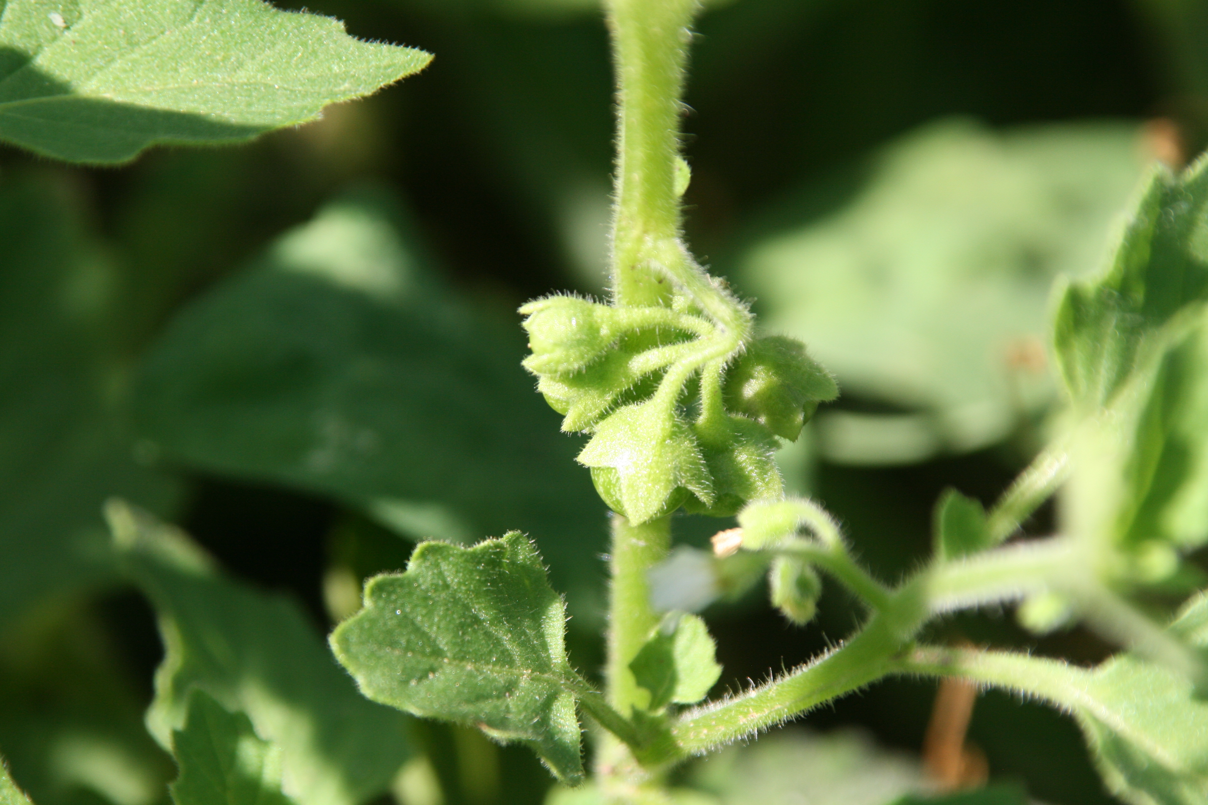 hairy nightshade, hoe nighshade (Solanum sarrachoides)