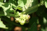 hairy nightshade, hoe nighshade (Solanum sarrachoides)