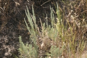 threetip sagebrush (Artemisia tripartita)