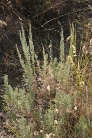 threetip sagebrush (Artemisia tripartita)