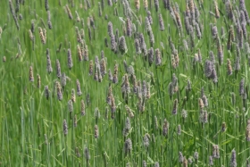 meadow foxtail (Alopecurus pratensis)