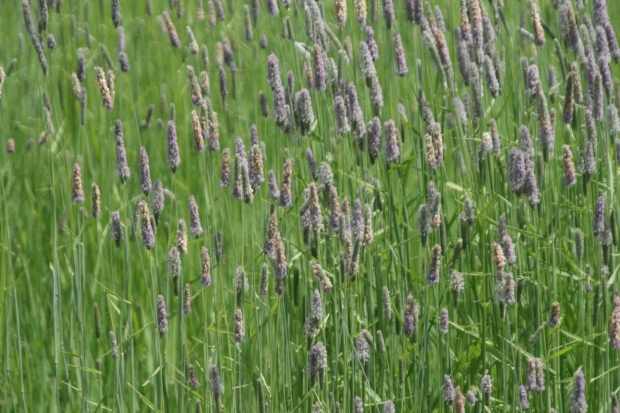meadow foxtail (Alopecurus pratensis)