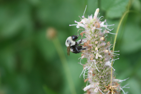 nettle leaf giant hyssop, nettleleaf giant hyssop (Agastache urticifolia)