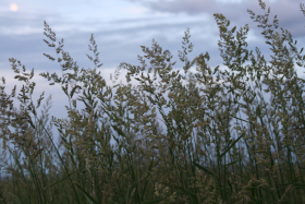 reed canarygrass (Phalaris arundinacea)