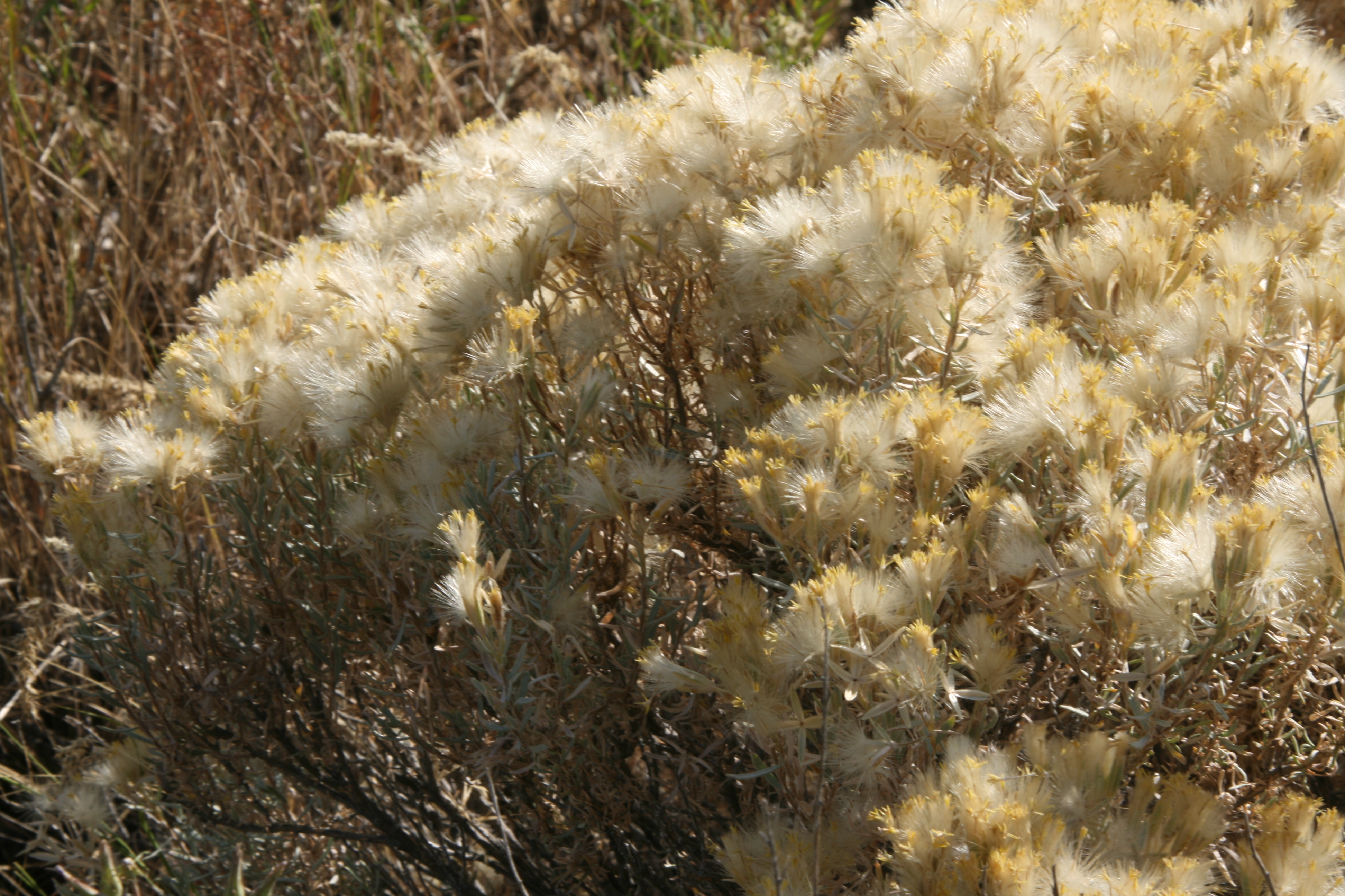 spineless horsebrush (Tetradymia canescens)