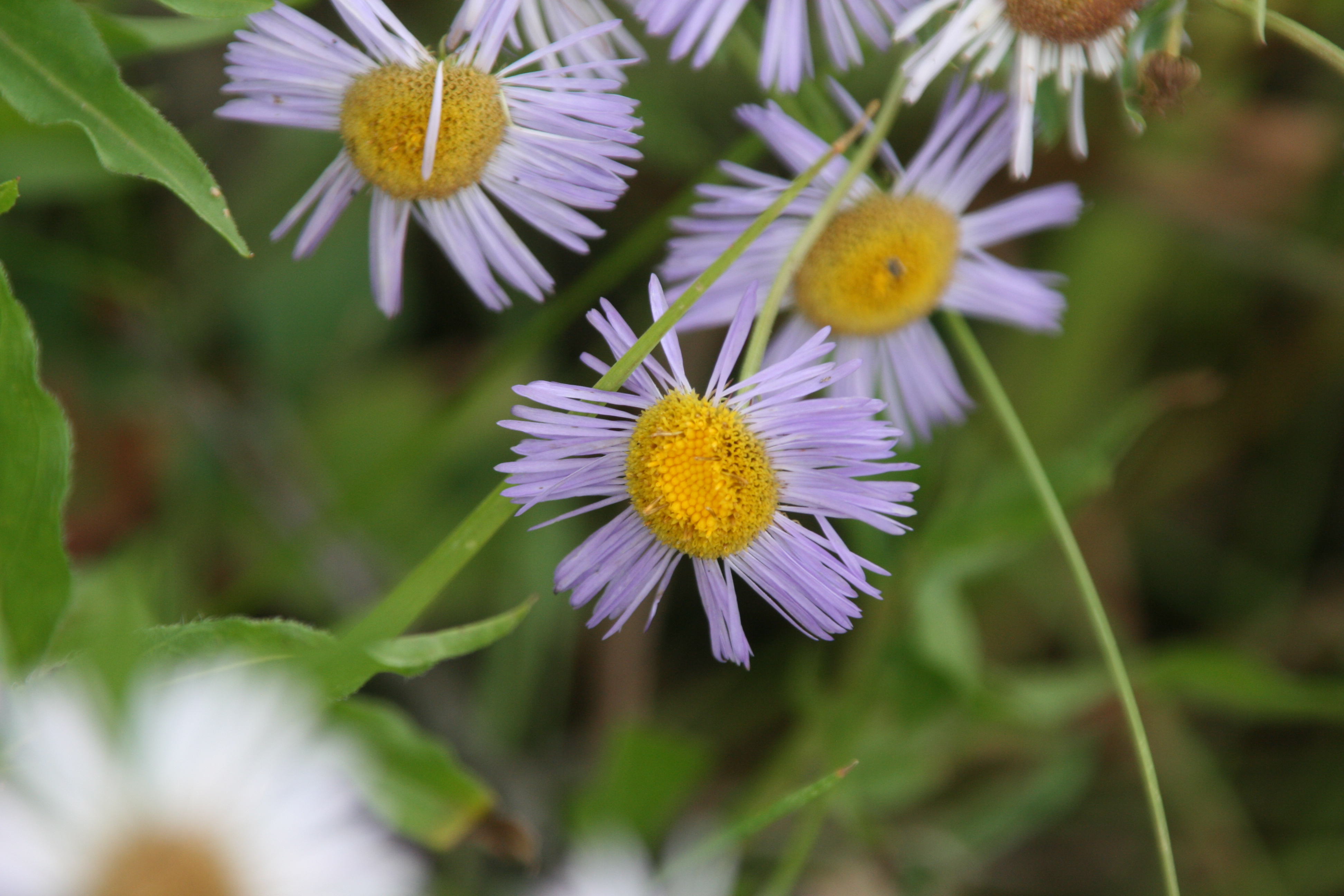 threenerve fleabane (Erigeron subtrinervis)