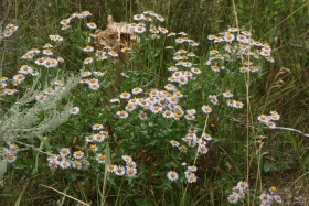 threenerve fleabane (Erigeron subtrinervis)