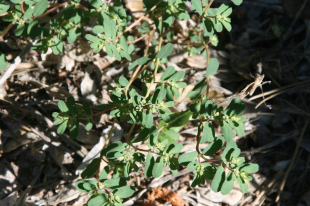 thyme-leaved spurge(Euphorbia glyptosperma)