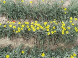 limestone hawksbeard (Crepis intermedia)